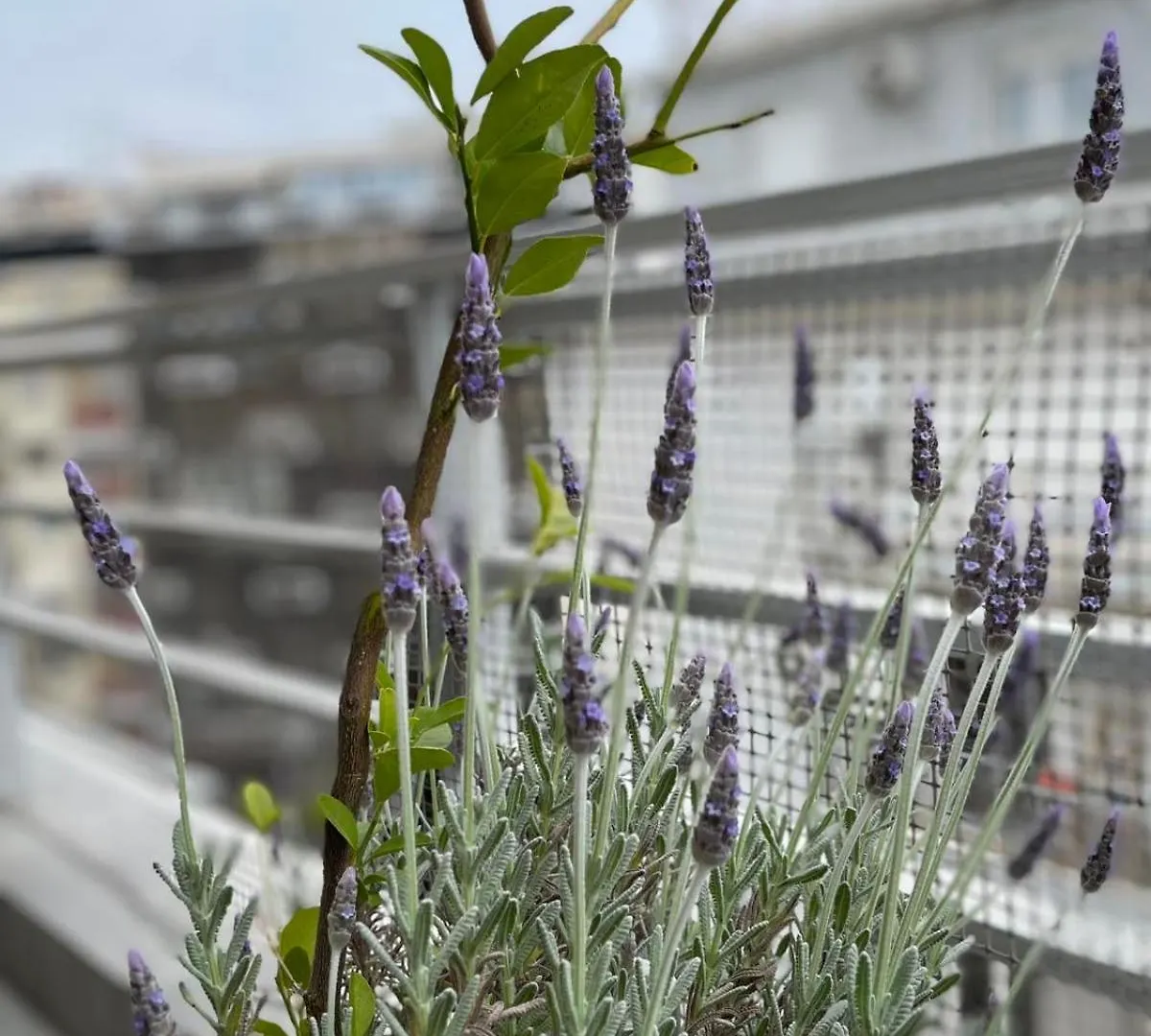 Domus City Apartment With Wonderful Balcony Thessaloniki